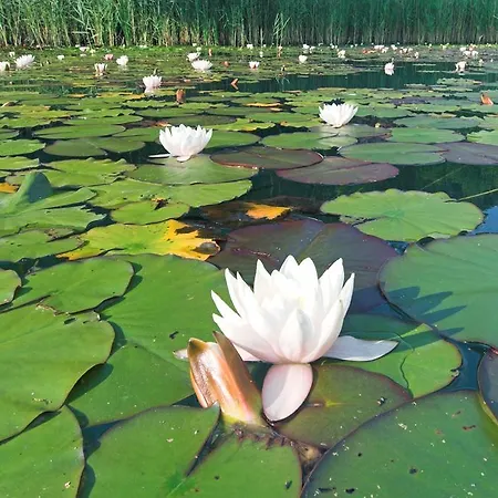 Rutar Sankt Kanzian am Klopeiner See